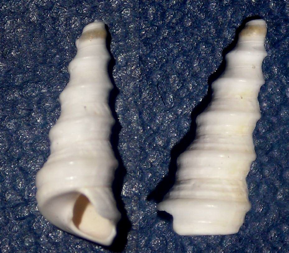 Conchiglie da Tirrenia.